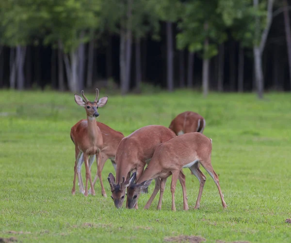 吃白尾鹿群在一片绿地上 — 图库照片