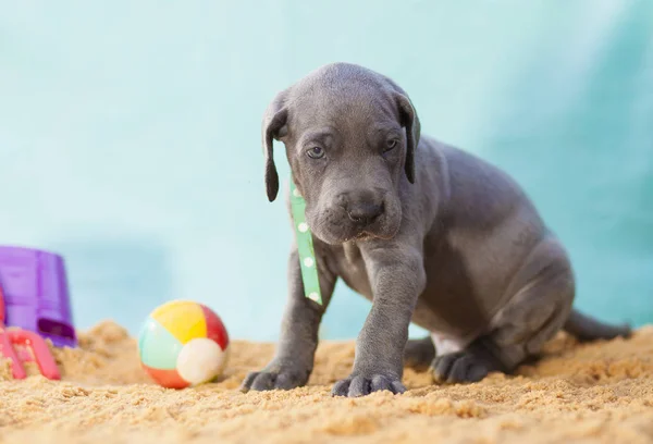Duitse Dog Pup Wat Zand Met Speelgoed Buurt — Stockfoto