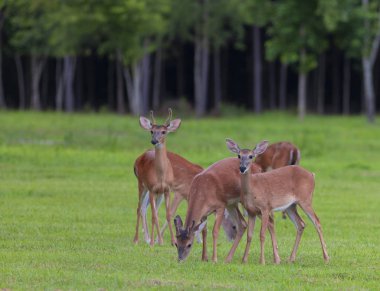 Ağaçların arkasında olan bir alana üzerinde otlatma Whitetail geyik sürüsü