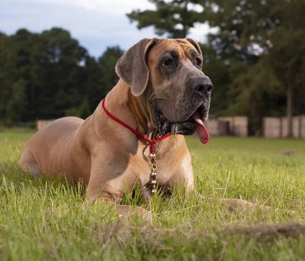 Brown Great Dane Scooby
