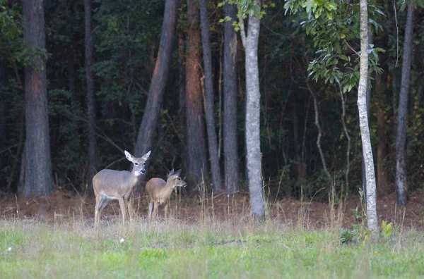 その若い子孫 Treeline の近くでホワイトテイル Doe — ストック写真