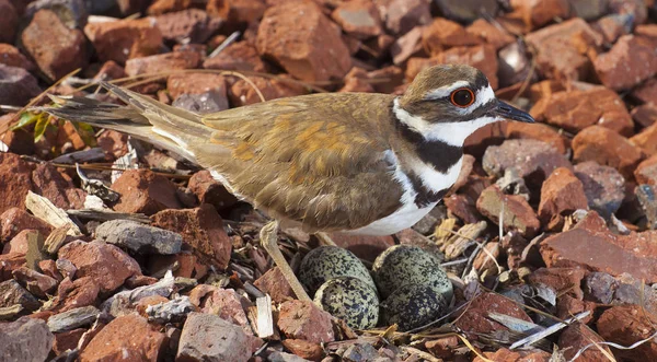 Killdeer Staande Vier Eieren Haar Nest — Stockfoto