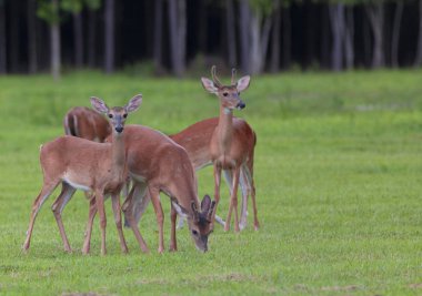 Çimenli alan üzerinde otlatma whitetail geyik sürüsü