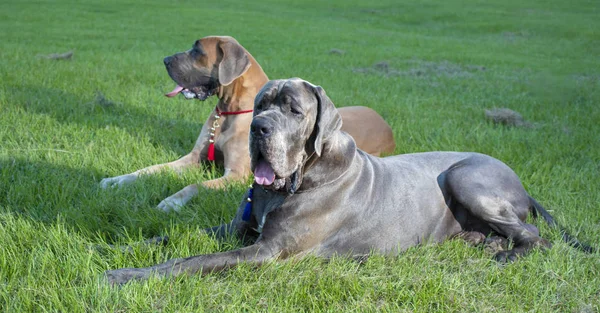 Twee Rasechte Doggen Opleggen Van Een Gras Veld — Stockfoto