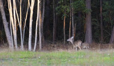 Kuzey Carolina'da bir kalın forest yakınındaki iki whitetail geyik