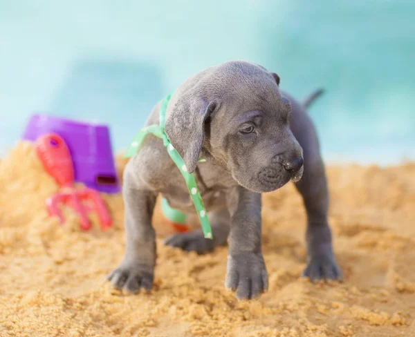 Gran Cachorro Danés Movimiento Través Arena — Foto de Stock