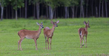 Kuzey Carolina çimenli alan üç whitetail geyik