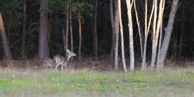 Doe and offspring near a forest edge in North Carolina