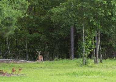 Whitetail buck antlers kadife bir ormanın kenarına yakın ile