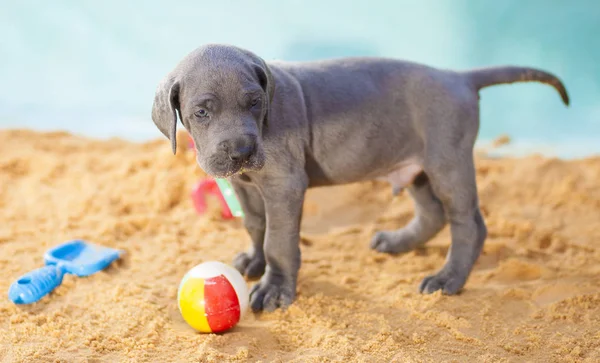 Cachorro Raza Pura Great Dane Advirtiendo Alguien Lejos Bola — Foto de Stock