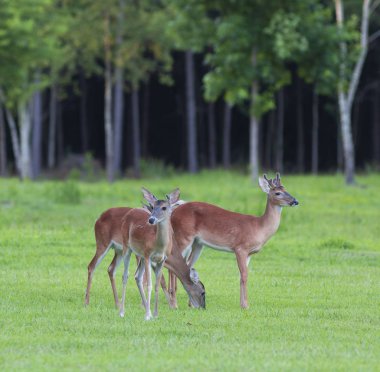 Bulutlu bir günde Whitetail Geyik sürüsü bir alan üzerinde