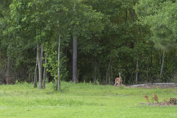 Jovem Whitetail Buck Começando Crescer Chifres Perto Uma Linha Floresta — Fotografia de Stock