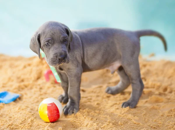 Rasechte Duitse Dog Pup Staande Bewaker Een Bal Het Zand — Stockfoto