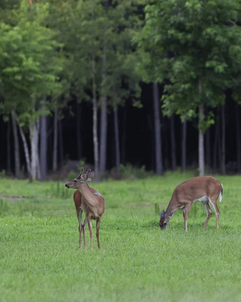 Whitetail deer couple — 스톡 사진