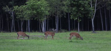 Bir tarlada üç beyaz kuyruk yapar.