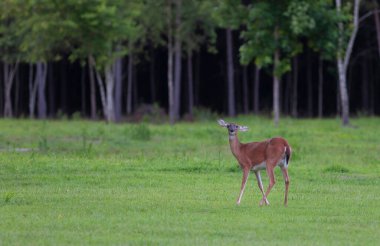 Kuzey Carolina 'da çarpık kulaklı beyaz kuyruklu geyik dişi.