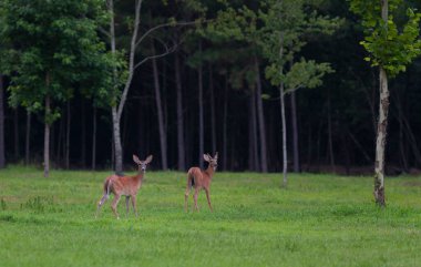 Beyaz kuyruklu geyik geyiği Kuzey Carolina 'da bir tarlada duruyor.