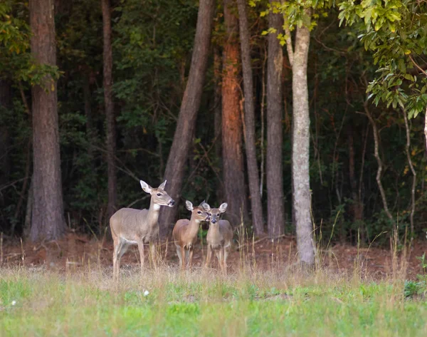 Whitetail Doe Yearlings Forest Edge North Carolina — Stock Photo, Image