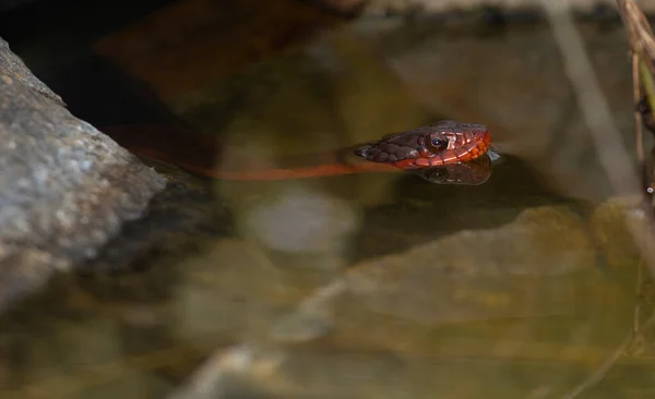 红腹蛇从岩石中钻入水中 — 图库照片