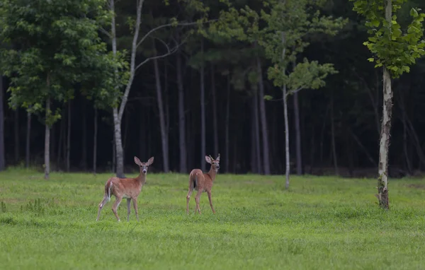 白尾鹿和鸽子站在北卡罗莱纳州的一块田里 — 图库照片