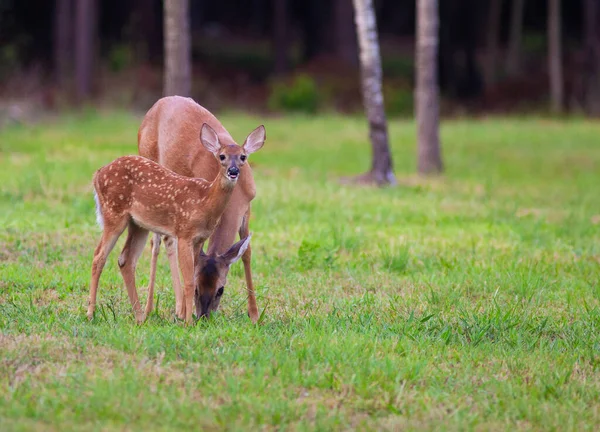Whitetail Cervo Fawn Lado Sua Mãe Que Está Pastando — Fotografia de Stock