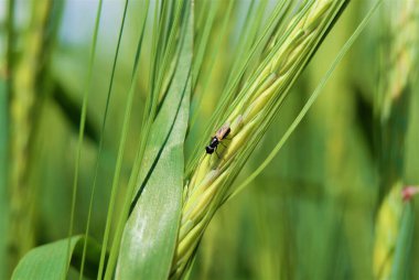 Küçük bir sinek yeşil bir çivinin üzerinde oturuyor.