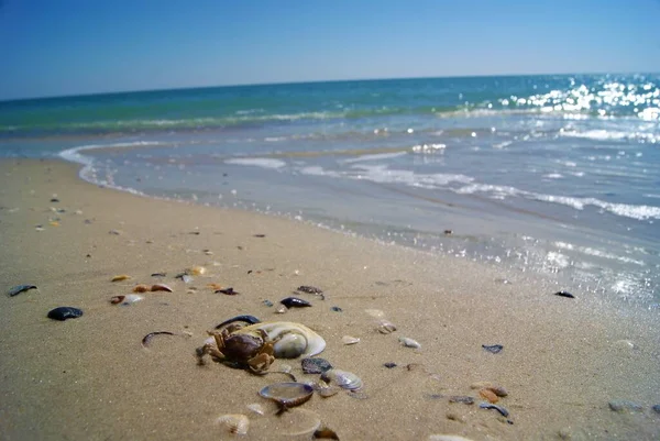 Crab Sitting Shell Sea Waves — Stock Photo, Image