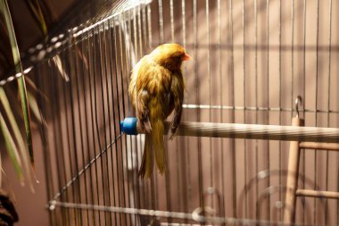 Kafesteki papağan