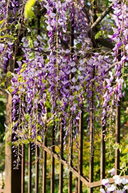 Bahçedeki çiçekler