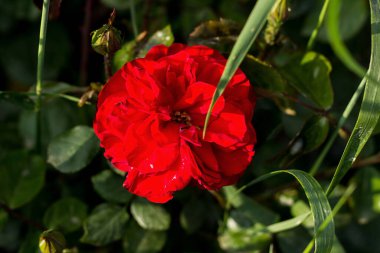 Bahçede kırmızı gül