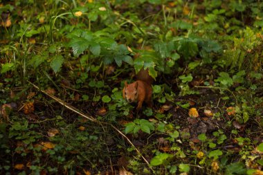 Ormandaki sincap fındık yiyor.
