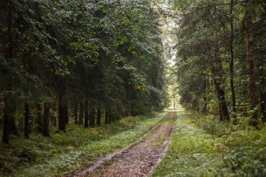 Park, ağaçlar ve yeşillik. 