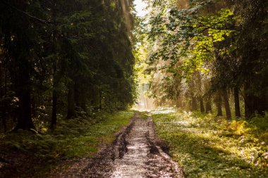 Park, ağaçlar ve yeşillik. 