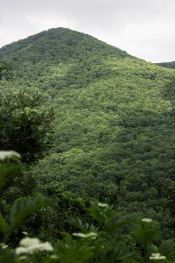 Ağaçlı dağ manzarası