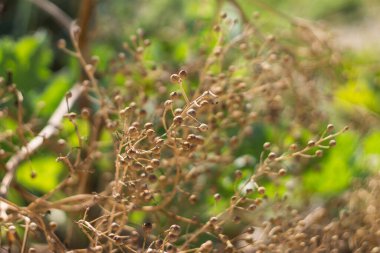 Otların arasında küçük bir kuş
