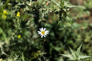 Çimlerde papatyalar