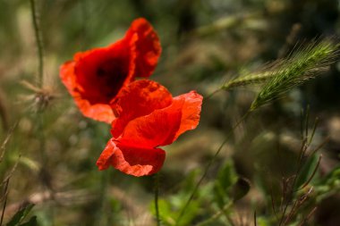  Bahçede kırmızı haşhaş
