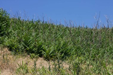 Mavi gökyüzü olan mısır tarlası