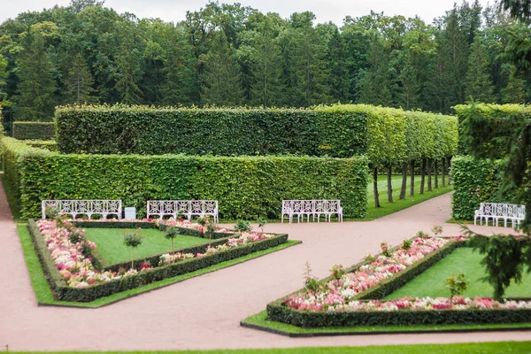 Park Trees Greenery — Stock Photo, Image