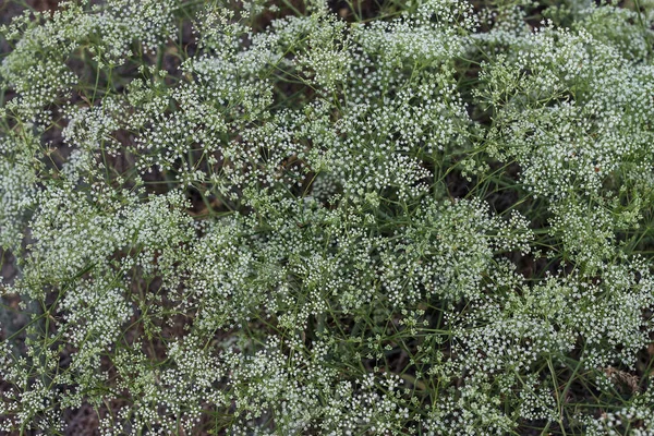 Fiori Bianchi Erba — Foto Stock