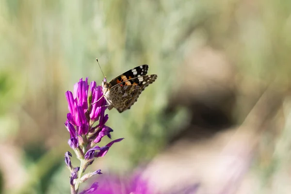 Borboleta Uma Flor — Fotografia de Stock