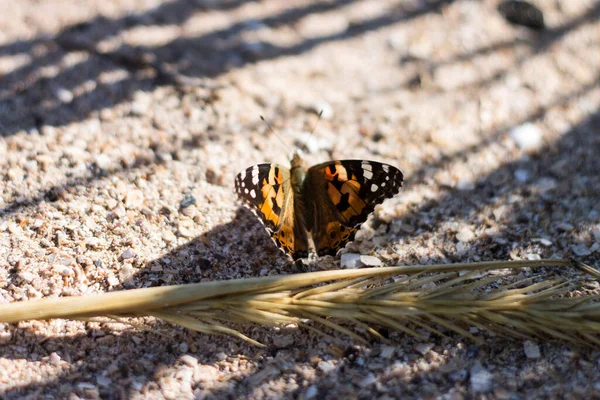 Schmetterling Auf Einer Blume — Stockfoto