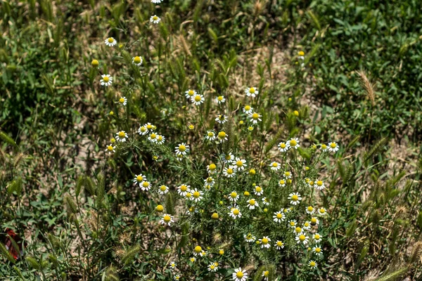 Field Daisies Garden — Stock Photo, Image