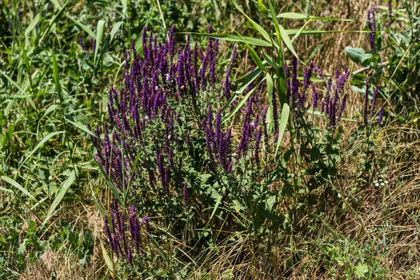 Fleurs Violettes Dans Champ — Photo