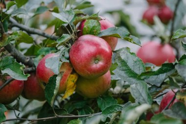 Yeşil yaprakların arasında bir ağaç dalında asılı kırmızı elmalar organik tarımı, sağlıklı beslenmeyi ve sonbahar hasat mevsimini sembolize ediyor.