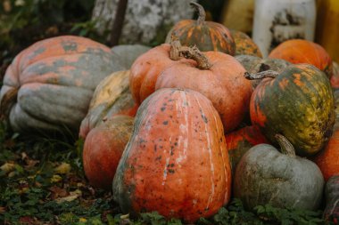 Farklı şekilleri, renkleri ve dokuları gösteren çeşitli balkabakları yeşil çimenler ve düşen yapraklar üzerinde toplandı.