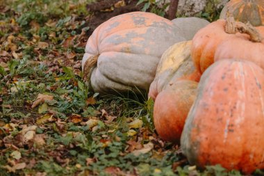 Yeşil çimenlerin ve düşen yaprakların üzerinde duran kabak ve kabaklar sonbahar hasadını ve şükran gününü simgeliyor.