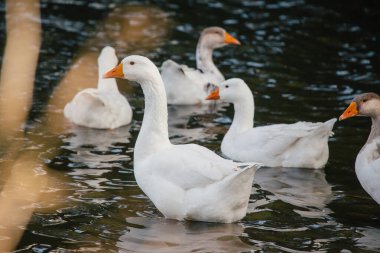 Koyu suda yüzen kazlar, turuncu gagalı beyaz ve gri kuşlarla doğal ve güzel dalgalanmalar yaratıyorlar.
