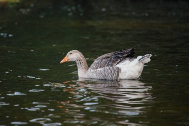 Kaz koyu yeşil suda yüzüyor. Hareket eden kuştan yayılan dalgalar huzurlu bir doğal manzara yaratıyor.