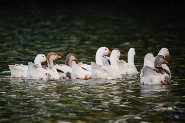 Kafaları yüzeyde sakin sularda yüzen kazlar suda hareket ettikçe küçük dalgalanmalar yaratırlar.